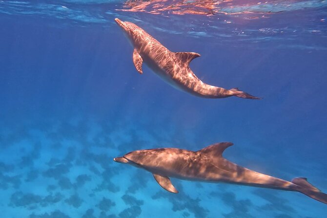 Swim With Dolphins at Dolphin House With Lunch - Hurghada - The second reef stop and Red Sea snorkeling