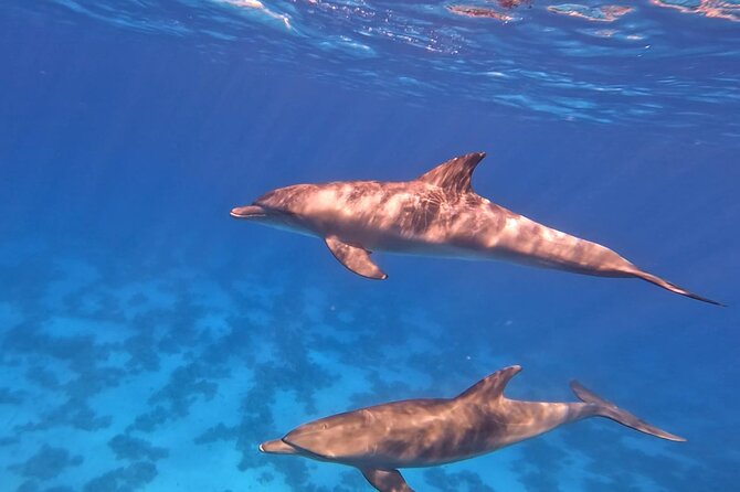Swim With Dolphins at Dolphin House With Lunch - Hurghada - Lunch, drinks, and time to rest