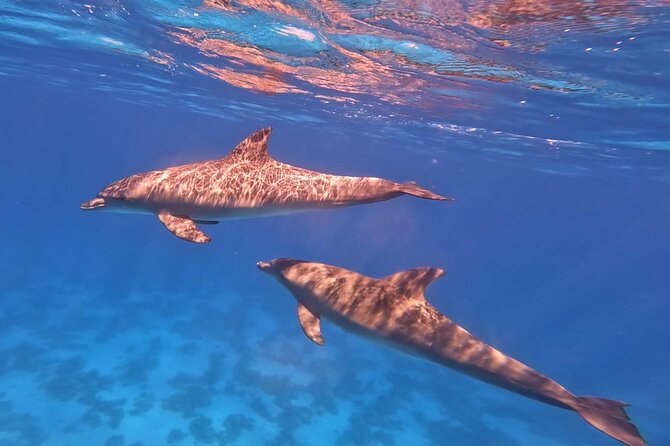 Swim With Dolphins at Dolphin House With Lunch - Hurghada - Banana boat and quadra boat rides