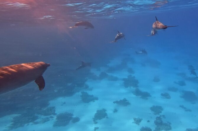 Swim With Dolphins at Dolphin House With Lunch - Hurghada - Equipment, guides, and comfort in the water