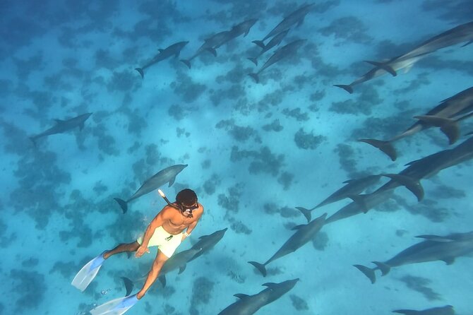 Swim With Dolphins at Dolphin House With Lunch - Hurghada - The 8:00 am pickup and ride to the marina