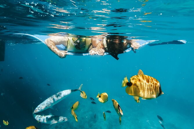 Swim with Dolphins Catamaran with Waterslide & Lunch on Oahu - Searching the west coast for spinner dolphins