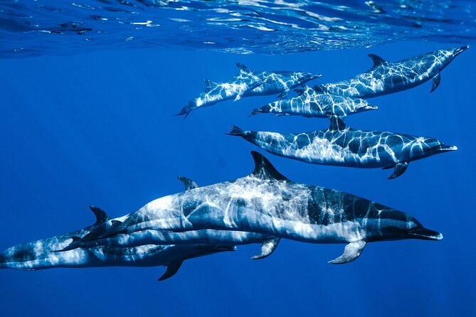 Swim with Dolphins Catamaran with Waterslide & Lunch on Oahu - Why confident swimmers have the advantage