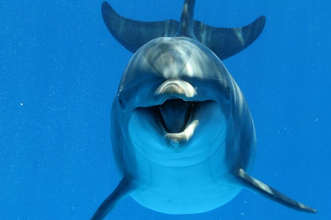 Swim with Dolphins Sea Trip, Water Sport With Lunch and Transfer - Hurghada - Setting out from Hurghada at 8:00 am
