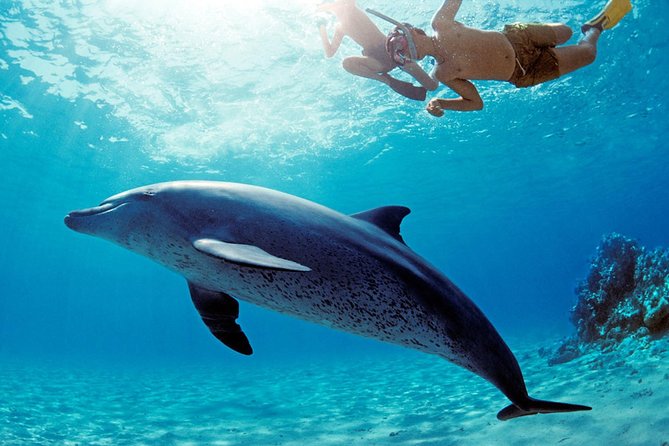 Swim with Dolphins Sea Trip, Water Sport With Lunch and Transfer - Hurghada - Snorkeling the Red Sea reefs