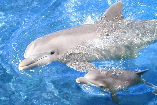 Swim with Dolphins Semi Private Speedboat Sea Tour - Hurghada - Snorkeling at Red Sea reef sites