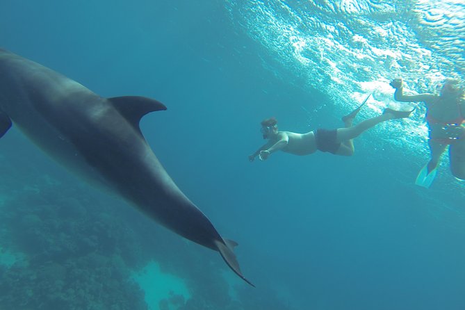 Swim with Dolphins Semi Private Speedboat Sea Tour - Hurghada - The people who shape the day