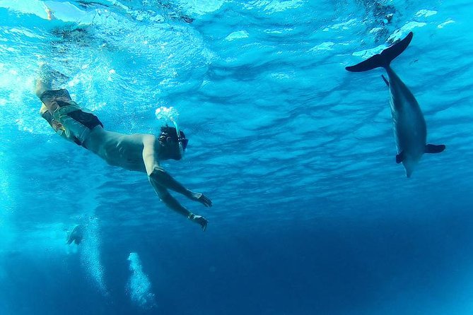Swim with Dolphins Semi Private Speedboat Sea Tour - Hurghada - My practical verdict