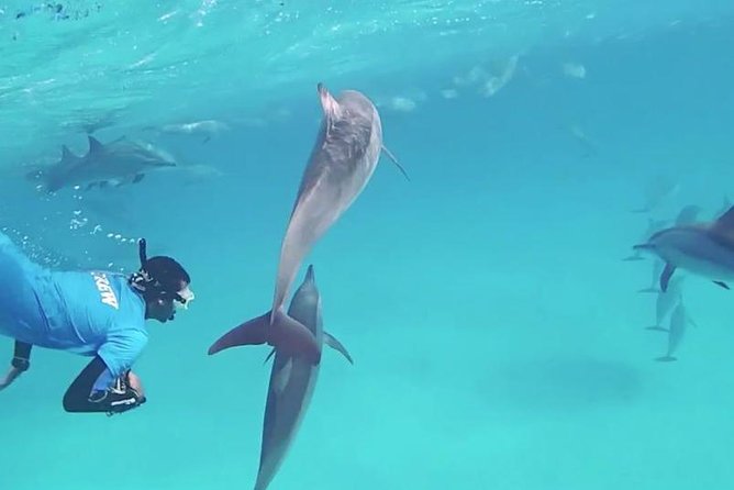 Swim with Dolphins Semi Private Speedboat Sea Tour - Hurghada - FAQ
