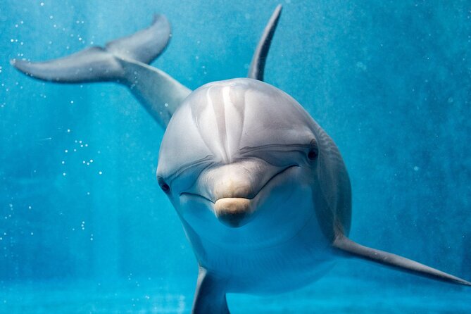 Swim with Dolphins Semi Private Speedboat Sea Tour - Hurghada - What the $55 price really buys