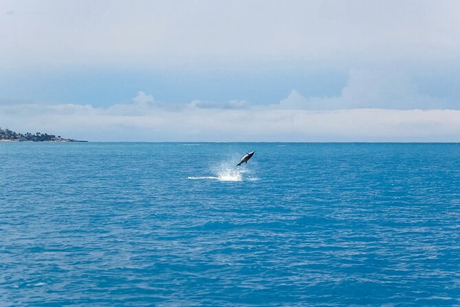 Swim With Dolphins & Turtles in West Oahu (Semi-Private Tours) - Turtles, reef fish, and the second half of the outing