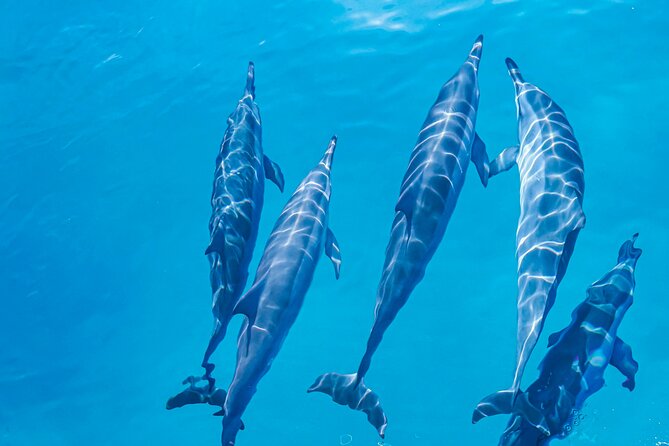 Swim With Dolphins & Turtles in West Oahu (Semi-Private Tours) - Is $200 a person a fair price?
