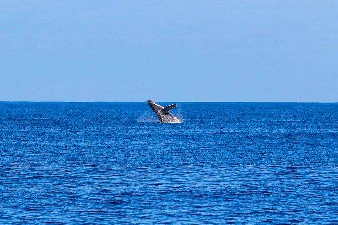 Swim With Dolphins & Turtles in West Oahu (Semi-Private Tours) - Who will enjoy this tour most