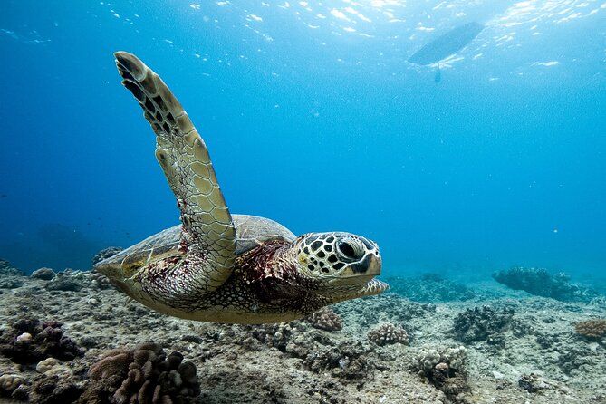 Swim With Dolphins & Turtles in West Oahu (Semi-Private Tours) - Leaving Waianae for the open coast