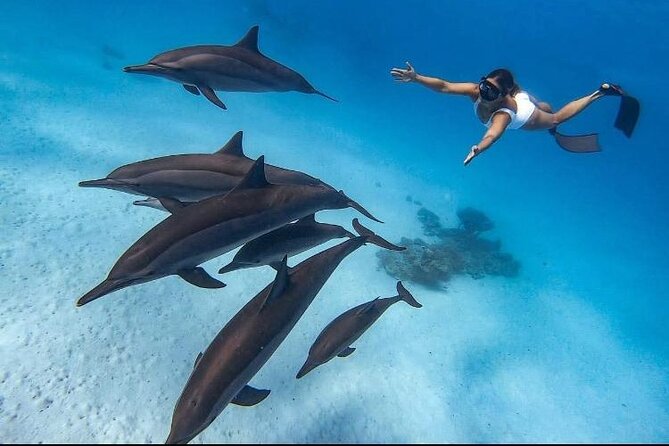 Swim with Dolphins VIP snorkeling Boat Trip with lunch - Hurghada - Key points to know before you book