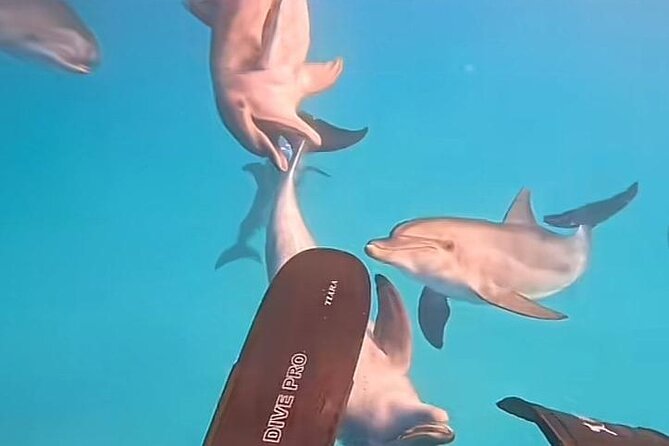 Swim with Dolphins VIP snorkeling Boat Trip with lunch - Hurghada - Dolphin House is the reason to get up early