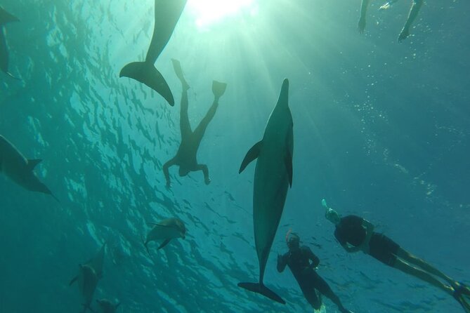 Swim with Dolphins VIP snorkeling Boat Trip with lunch - Hurghada - Who will get the most from this boat trip