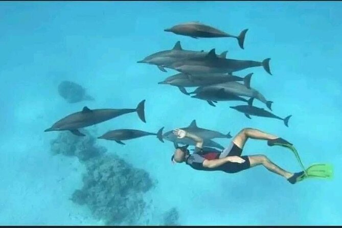 Swim with Dolphins VIP snorkeling Boat Trip with lunch - Hurghada - Two snorkeling stops show the Red Sea’s other side