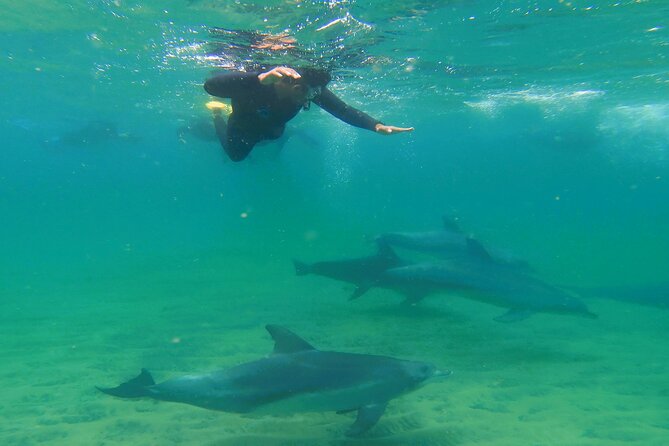 Swim With The Dolphins Experience in Bunbury Australia - Key points about the Bunbury dolphin swim