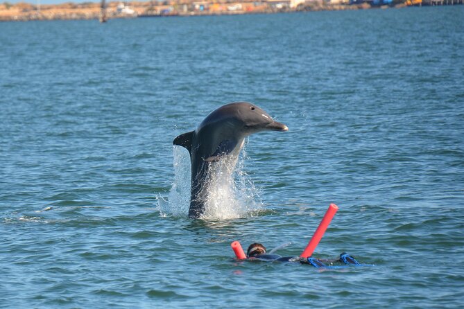 Swim With The Dolphins Experience in Bunbury Australia - Meeting wild dolphins in Koombana Bay
