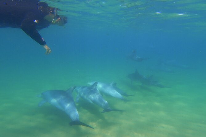 Swim With The Dolphins Experience in Bunbury Australia - What the four-hour morning looks like