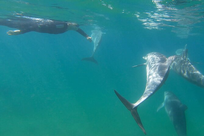 Swim With The Dolphins Experience in Bunbury Australia - Why the wild setting changes the experience