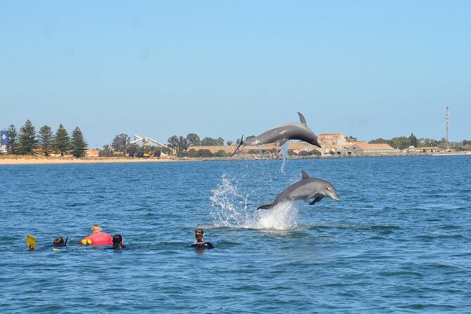 Swim With The Dolphins Experience in Bunbury Australia - Conservation is part of what you buy