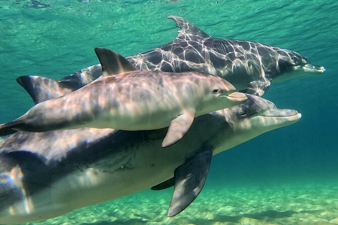 Swim With The Dolphins Experience in Bunbury Australia - Group size, guides, and the human side