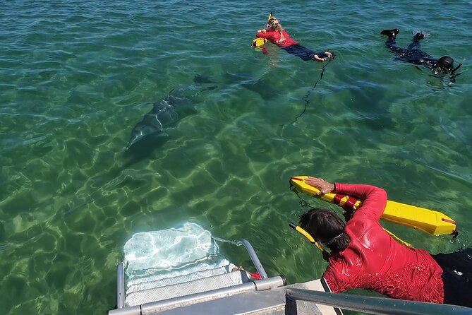 Swim With The Dolphins Experience in Bunbury Australia - Is the $99.64 price good value?