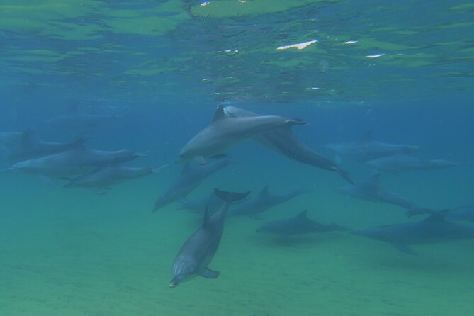 Swim With The Dolphins Experience in Bunbury Australia - Who will enjoy this most?