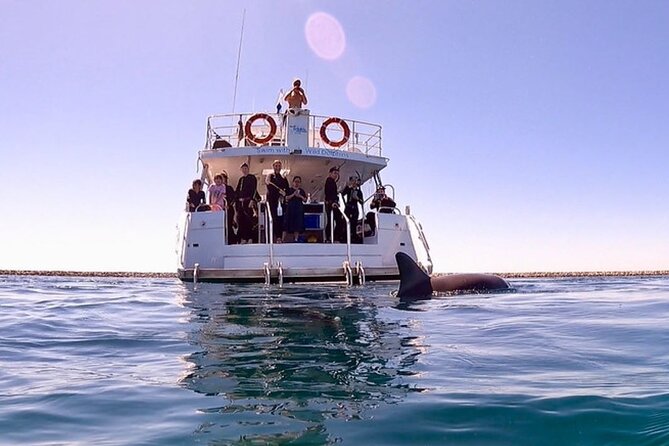 Swim with Wild Dolphins Day Tour - Key points to know before booking