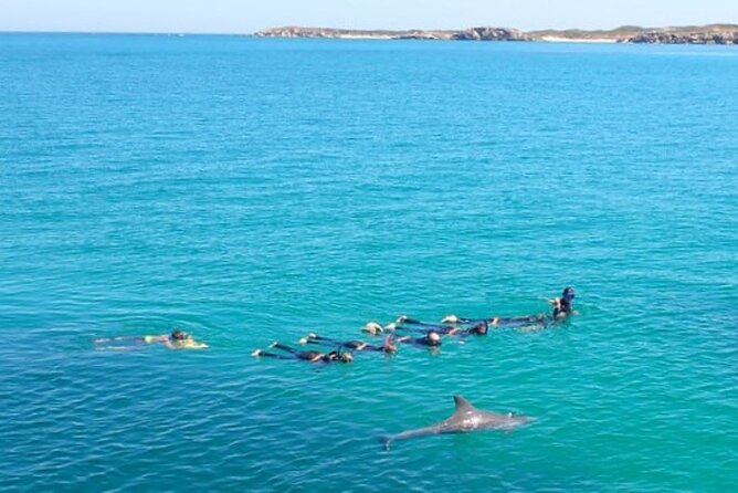 Swim with Wild Dolphins Day Tour - Wetsuits, masks, and the first swim