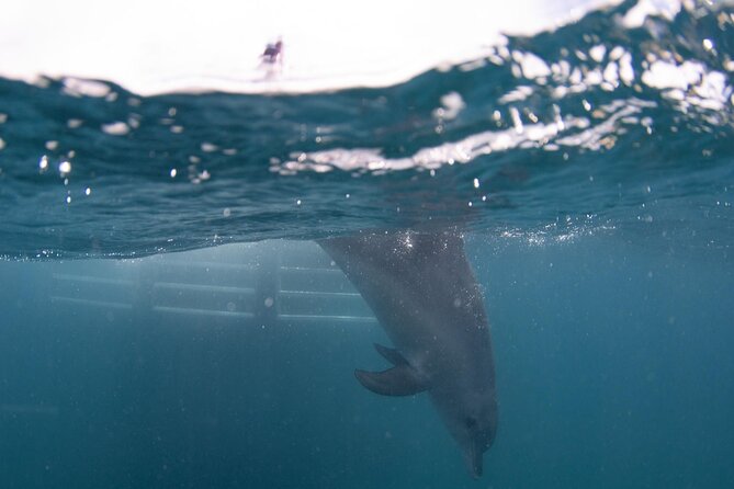 Swim with Wild Dolphins Day Tour - Lunch on the return trip