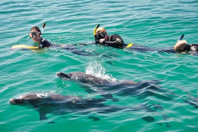 Swim with Wild Dolphins Day Tour - Finding the pod before entering the water