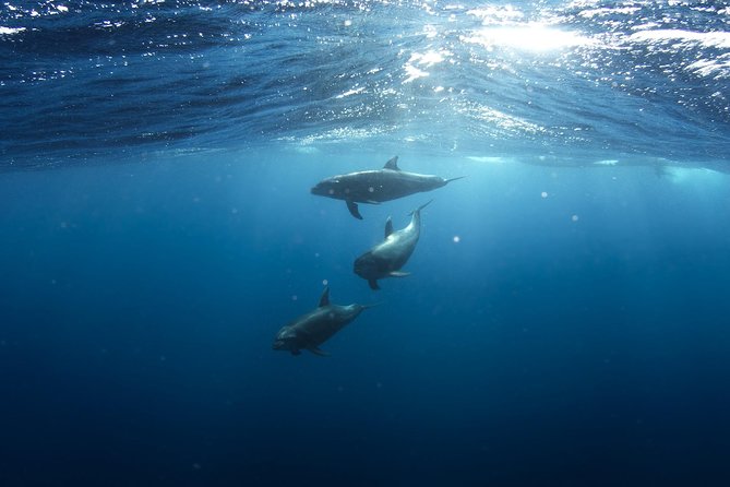 Swim with Wild Dolphins in Hurghada - Key points to know before you book