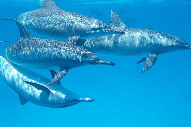 Swim with Wild Dolphins in Hurghada - A full day on the Red Sea from Hurghada