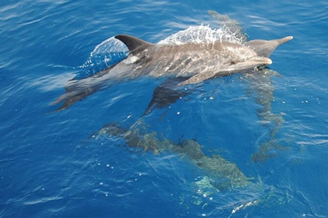 Swim with Wild Dolphins in Hurghada - Three stops for swimming and snorkeling