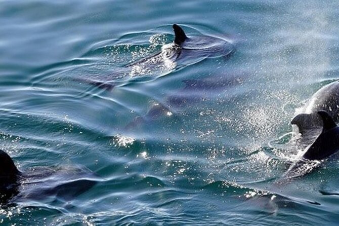 Swim with Wild Dolphins in Hurghada - Lunch and drinks on board