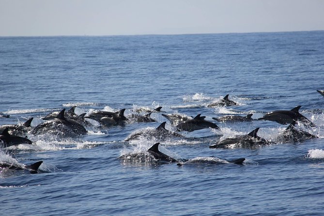 Swim With Wild Dolphins in Tauranga - Key points at a glance