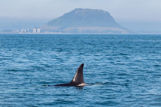 Swim With Wild Dolphins in Tauranga - Entering the water with wetsuits and snorkel gear
