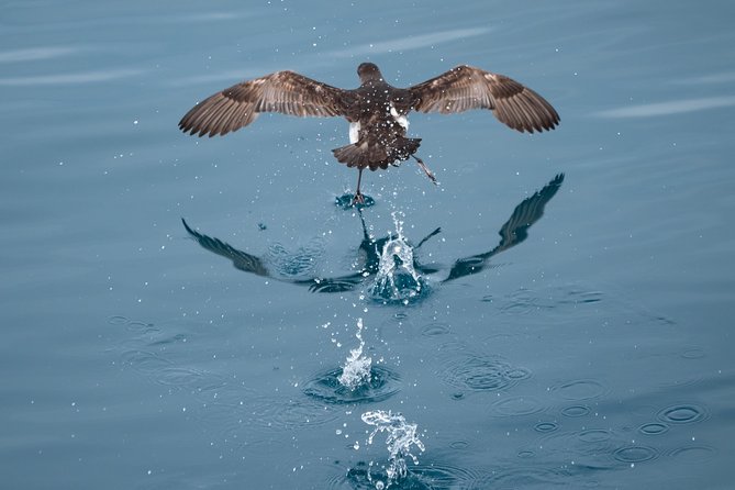 Swim With Wild Dolphins in Tauranga - Live commentary, tea, and coffee on board