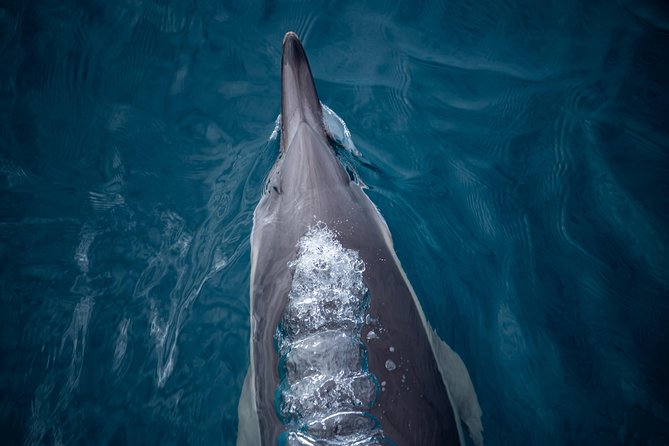 Swim With Wild Dolphins in Tauranga - What the $102.39 price really buys you