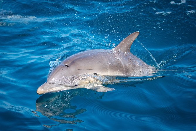 Swim With Wild Dolphins in Tauranga - Weather, wildlife, and the main risks