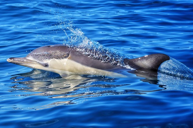 Swim With Wild Dolphins in Tauranga - Who should book this Tauranga outing?