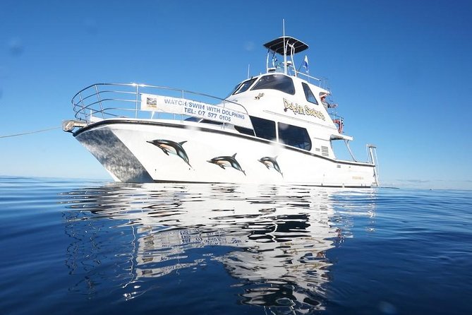 Swim With Wild Dolphins in Tauranga - Six hours searching the Bay of Plenty