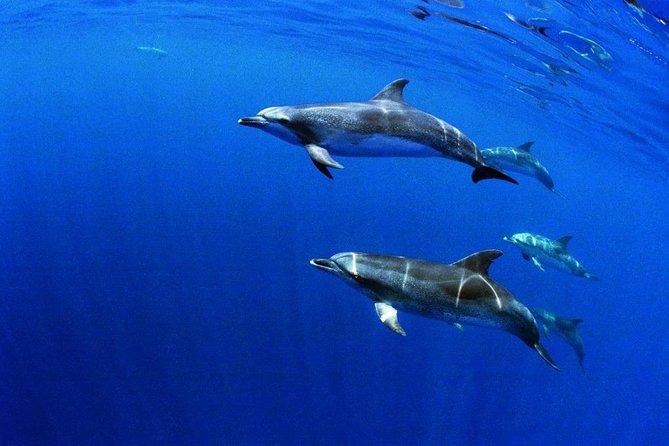 Swim with Wild Dolphins in the Azores - What makes this dolphin tour different