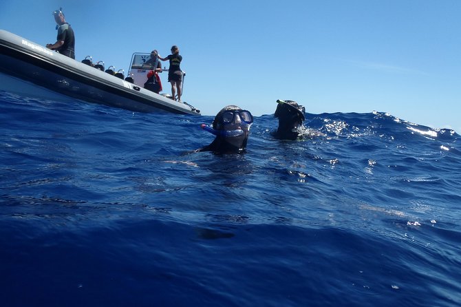 Swim with Wild Dolphins in the Azores - What you might see from the boat
