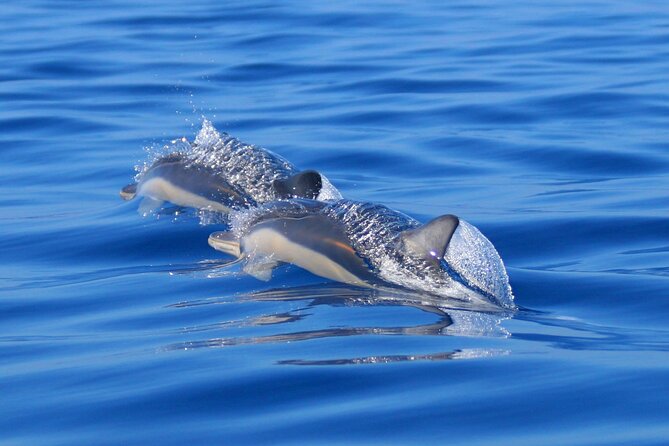 Swim with Wild Dolphins in the Azores - What to pack for two and a half hours
