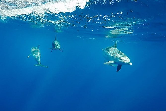 Swim with Wild Dolphins in the Azores - From Picos de Aventura to the open Atlantic