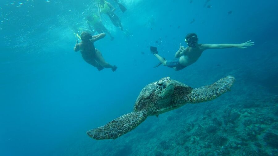 Swim with Wild Dolphins Oahu Speedboat Snorkeling Adventure! - Key points to know before you book